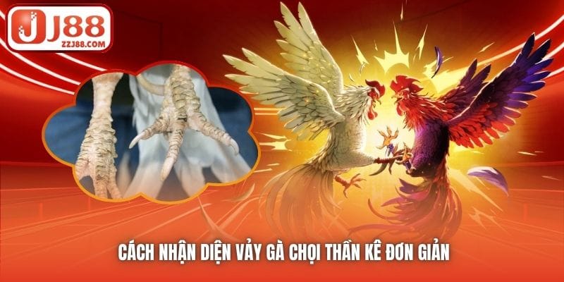 Cách nhận diện vảy gà chọi thần kê đơn giản