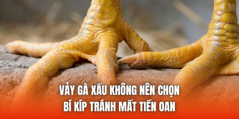 Vảy Gà Xấu Không Nên Chọn - Bí Kíp Tránh Mất Tiền Oan