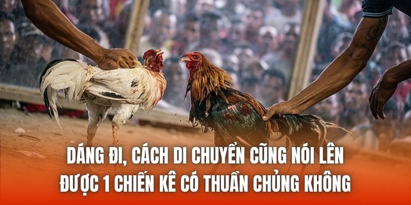 Dáng đi, cách di chuyển cũng nói lên được 1 chiến kê có thuần chủng không