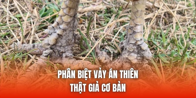 Phân biệt vảy án thiên thật giả cơ bản